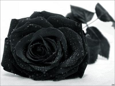 <img400*0:stuff/C%3aUsersMichellePicturesflowersBlack_Rose_3%5b1%5d.jpg>