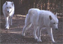 <img:stuff/C%3aUsersMichellePicturesimage.WhiteWolves.photo%5b1%5d.jpg>