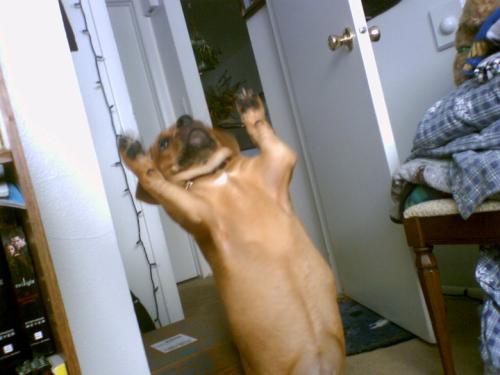 <img500*375:stuff/Dancing_Dog.jpg>