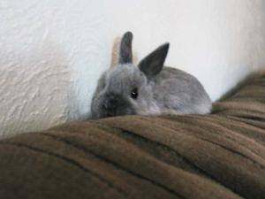 <img300*0:stuff/Grey_bunny.jpg>