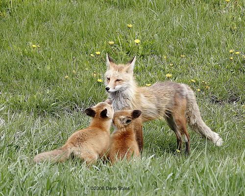 Me_and_the_Cubs_again