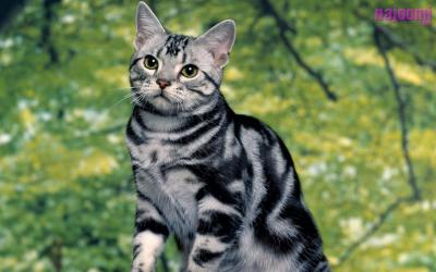 <img400*0:stuff/Silver-Tabby-Cat-1440X900-51.jpg>