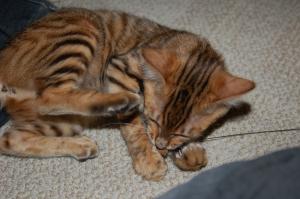 <img300*0:stuff/Sleepy....jpg>