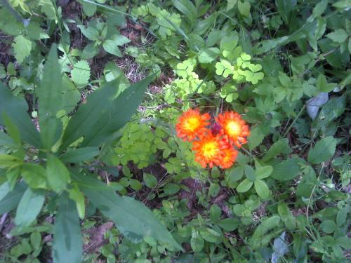 <img500*375:stuff/Stephen_Orange_Flower.jpg>