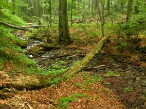 <img300*0:stuff/Stu%c5%beica_primeval_forest%2c_Slovakia.jpg>