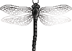 <img:stuff/aj/2605/dragonfly6.png>