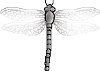 <img:stuff/aj/2605/dragonfly7.png>