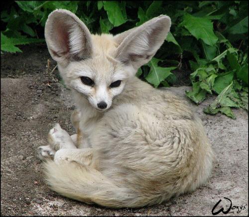 <img500*0:stuff/aj/49600/fennecfox.jpg>