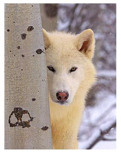 <img400*0:stuff/cwc-white-wolf.jpg>