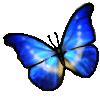 <img:stuff/petbluemorpho.gif>