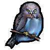 <img:stuff/petpygmyowl.gif>