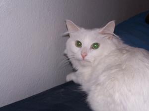 <img300*0:stuff/z/12022/Jasper/Jasper%20cutie.JPG>