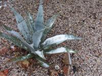 <img200*0:stuff/z/12022/Snow%2520in%2520the%2520Desert/iced%20aloe%20vera.JPG>