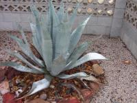 <img200*0:stuff/z/12022/Snow%2520in%2520the%2520Desert/snowy%20aloe%20vera.JPG>