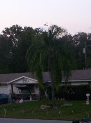 <img300*0:stuff/z/1621/A%2520Florida%2520Rooftop%2520Adventure/100_3239.JPG>