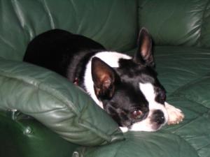 <img300*0:stuff/z/16211/Scout,%2520Odie,%2520and%2520other%2520pets/MySadieDooTatom.jpg>