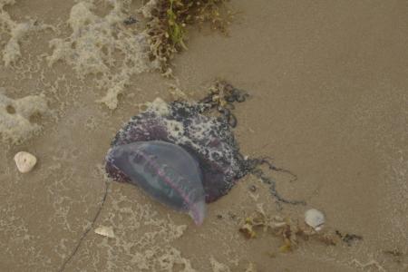 <img0*300:stuff/z/26733/Kaleigh%2527s%2520photos%2520-%2520the%2520beach/Jellyfish.jpg>