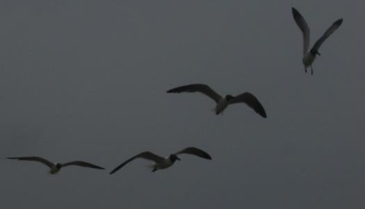 <img0*300:stuff/z/26733/Kaleigh%2527s%2520photos%2520-%2520the%2520beach/One%20gull,%20two%20gull,%20three%20gull,%20four!.jpg>