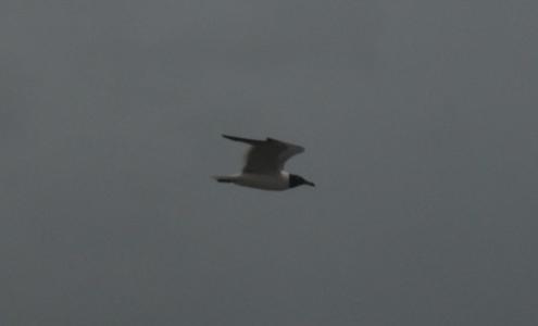 <img0*300:stuff/z/26733/Kaleigh%2527s%2520photos%2520-%2520the%2520beach/Seagull.jpg>