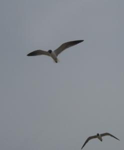 <img0*300:stuff/z/26733/Kaleigh%2527s%2520photos%2520-%2520the%2520beach/Two%20gulls.jpg>