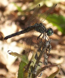 <img0*250:stuff/z/45440/AshleyzPhotoz/dragonfly.png>