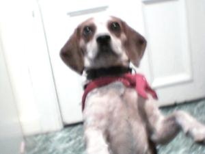 <img300*0:stuff/z/45647/Oreo%2520the%2520Beagle/i1219104746_2.jpg>