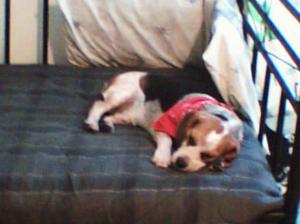 <img300*0:stuff/z/45647/Oreo%2520the%2520Beagle/i1219104746_3.jpg>