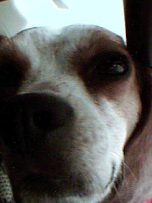 <imgr300*0:stuff/z/45647/Oreo%2520the%2520Beagle/i1219104746_5.jpg>